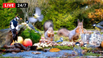 Thumbnail for 🔴24/7 Cat TV for Cats to Watch 😺 Red Squirrels and their bird friends | Red Squirrel Studios