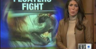 Thumbnail for CBS-TV Oklahoma:  Horse Teeth Floaters Rally for Right to Earn a Living