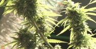 Thumbnail for Prop 19: Should Californians legalize marijuana?