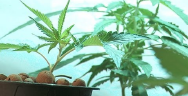 Thumbnail for Is Colorado Pot Overtaxed and Over-Regulated Already?