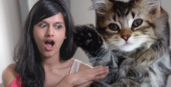 Thumbnail for DC's First Cat Café Opens (No Thanks to Regulators)