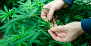 Thumbnail for Can Marijuana Turn Around This Colorado Town?