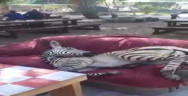 Thumbnail for Just a zebra relaxing on a sofa in South Africa
