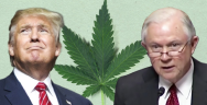 Thumbnail for Trump Can't Stop Marijuana Legalization (But He Can Slow it Down)