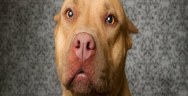 Thumbnail for Why Are Pit Bulls Banned? How Media Hysteria Fueled Stupid Laws