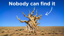 Thumbnail for Why America Keeps The World’s Oldest Tree Hidden | Park Vibes