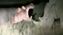 Thumbnail for Hippo fucks around with a few rhinos.