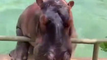 Thumbnail for Hippo dive