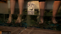 Thumbnail for New Hampshire Nannies: Why is the "Live Free or Die" State Banning Fish Pedicures?