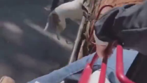 Thumbnail for Shitbull tries to kill horse.  Gets stomped.