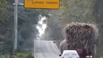 Thumbnail for Elephant steals sugarcane off passing trucks
