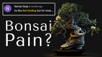 Thumbnail for Is Bonsai Torture? - Biology of Pain