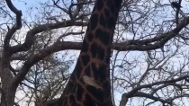Thumbnail for South Africa: bemused giraffe