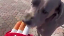 Thumbnail for Dogs smoking