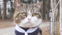 Thumbnail for 新しいハーネスでお散歩するまる。-Maru enjoys the outside garden with his new harness.- | mugumogu