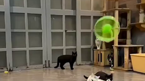 Thumbnail for Your cat just might be special