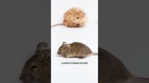 Thumbnail for Scientists Created “Woolly Mice.” They’re Cute. | Cleo Abram