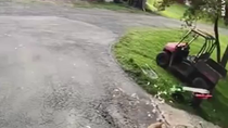 Thumbnail for Cat saves chicken from fox