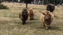 Thumbnail for Scottish Highland cows