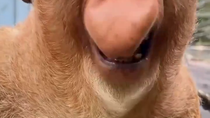 Thumbnail for Proboscis monkey