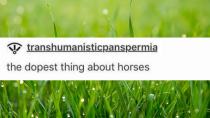 Thumbnail for The dopest thing about horses | Jeaney Collects