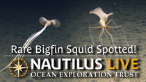 Thumbnail for Rare Bigfin Squid Spotted in Deep Sea of Cook Islands | Nautilus Live