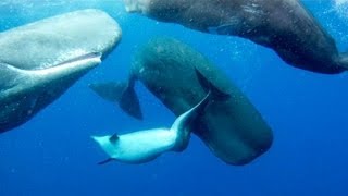 Thumbnail for SPERM WHALES 'ADOPT' DEFORMED DOLPHIN | Alexander Wilson