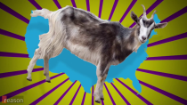 Thumbnail for Goat Yoga Gets Baaaaaa-nned