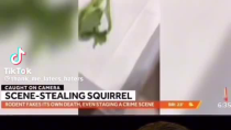 Thumbnail for False Flag squirrel 