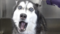 Thumbnail for Lunatic Husky swears at me her whole groom | Girl With The Dogs