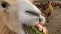 Thumbnail for Camel enjoying a nice cactus 🌵 