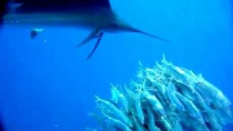 Thumbnail for Sailfish attacking a school of sardines - slow motion | John Fleng Steffensen