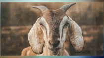 Thumbnail for Judas Goat | Wiki4All