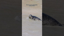 Thumbnail for How to film seals #seal | Michael Boyd