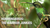 Thumbnail for True Facts: The Hummingbird Warrior | Ze Frank
