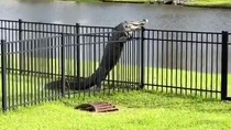 Thumbnail for Alligator climbs over a fence 