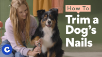 Thumbnail for How To Trim a Dog’s Nails | Chewtorials