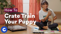 Thumbnail for How To Crate Train a Puppy | Chewtorials