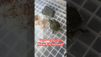 Thumbnail for Two Headed Turtle’s New Enclosure! | AquaTerra