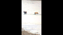 Thumbnail for Grizzly Bear Kills Caribou RAW footage *no annoying music | BigHunterification