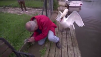Thumbnail for Saving a baby swan the English way