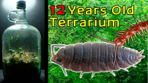 Thumbnail for 12 Year Old Terrarium - Life Inside a closed jar, Over a decade in isolation | Jartopia
