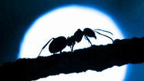 Thumbnail for The Ants | exurb1a