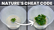 Thumbnail for The Science Behind Plant Tissue Culture | Plants in Jars