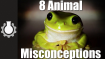 Thumbnail for 8 Animal Misconceptions Rundown | CGP Grey