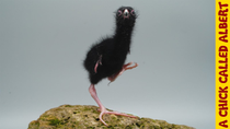 Thumbnail for Raising a funny swamphen | A Chick Called Albert