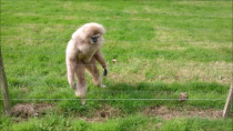 Thumbnail for Gibbon freaks out over hedgehog | tomelliott9