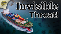 Thumbnail for Invasive Species: Ships Are Fighting Back! | Casual Navigation