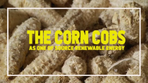 Thumbnail for THE CORN COBS AS ONE OF RENEWABLE ENERGY | James Kalica