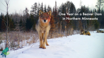 Thumbnail for One year on a beaver pond in northern Minnesota | Voyageurs Wolf Project